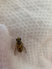Syrphidae
