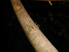 Anyphaena