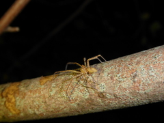 Anyphaena