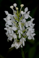 Platanthera blephariglottis