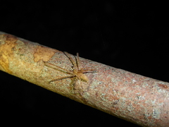 Anyphaena