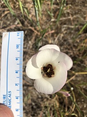 Calochortus catalinae
