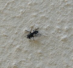 Oestroidea