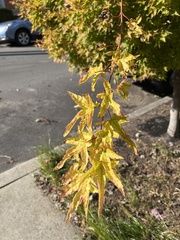 Acer