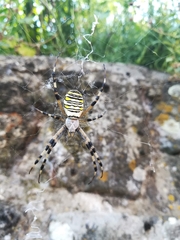Argiope bruennichi