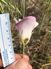 Calochortus catalinae