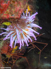 Telmatactis cricoides