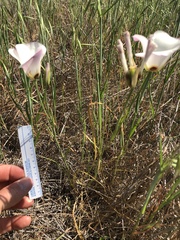 Calochortus catalinae