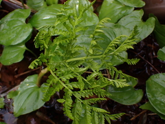 Botrypus virginianus