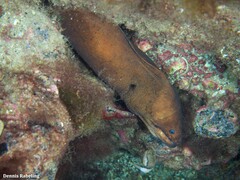Gymnothorax unicolor