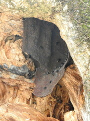 Meliponini