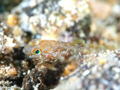 Vanneaugobius canariensis