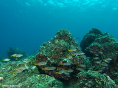 Parapristipoma octolineatum