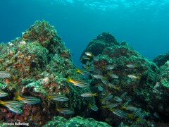 Parapristipoma octolineatum