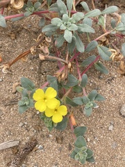 Camissoniopsis