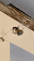 Zygiella x-notata