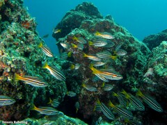 Parapristipoma octolineatum