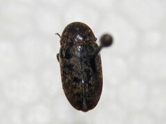 Dermestes caninus