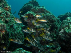 Parapristipoma octolineatum