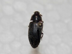 Dermestes