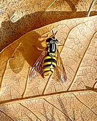 Chrysotoxum intermedium