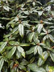 Frangula californica