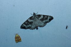Eulithis explanata