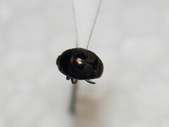 Histeridae