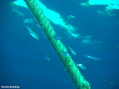 Pseudocaranx dentex