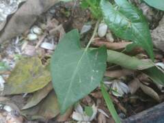 Fallopia convolvulus