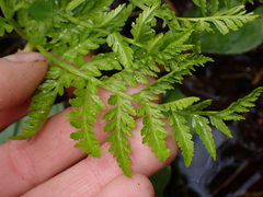 Botrypus virginianus