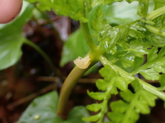 Botrypus virginianus