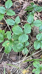 Rubus hispidus