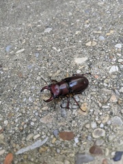Lucanus capreolus