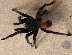 Tliltocatl epicureanus