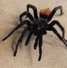 Tliltocatl epicureanus