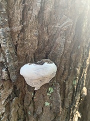 Ganoderma applanatum