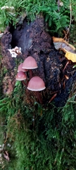 Mycena haematopus