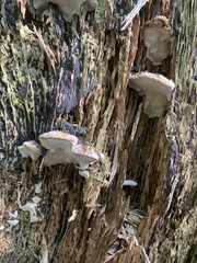 Heterobasidion annosum