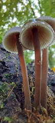 Mycena haematopus