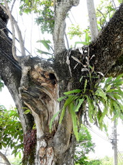 Meliponini