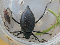 Eleodes spinipes ventricosus