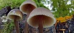 Mycena haematopus