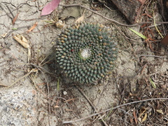 Mammillaria lloydii