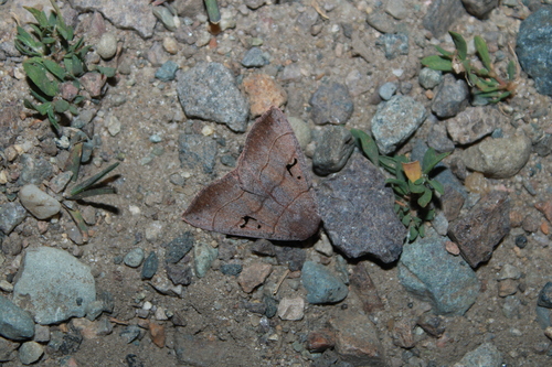Panopoda carneicosta