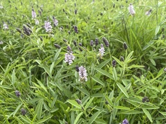 Orbexilum pedunculatum