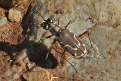Cicindela tenuisignata