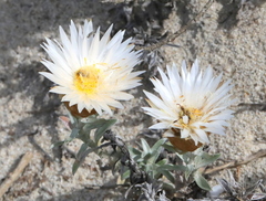 Helichrysum retortum