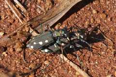 Cicindela ocellata