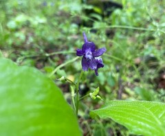 Delphinium tricorne